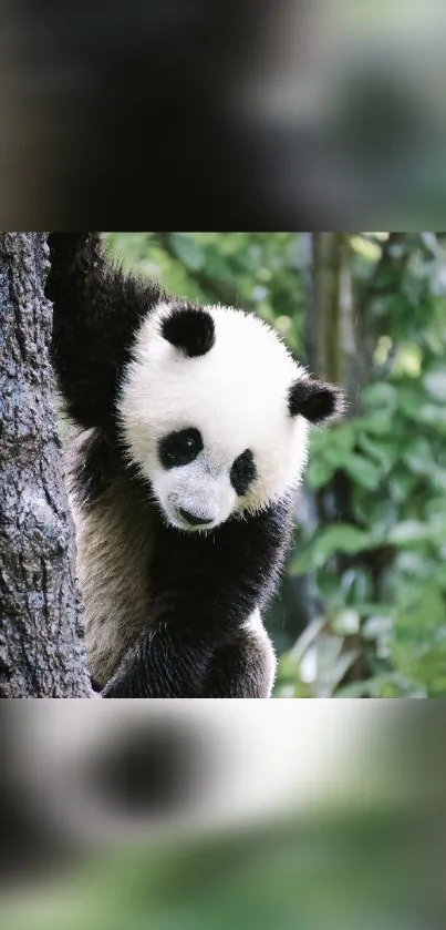 Panda climbing a tree in green forest background.