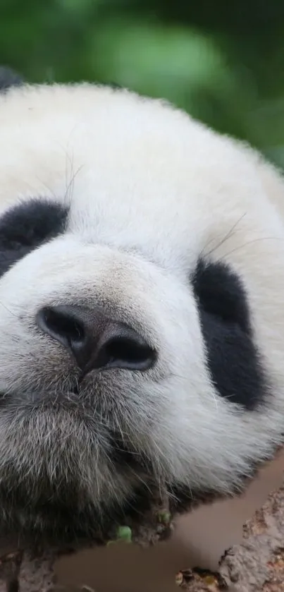 Adorable panda resting peacefully on a branch.