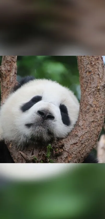 Adorable panda resting peacefully on a tree branch with lush green background.