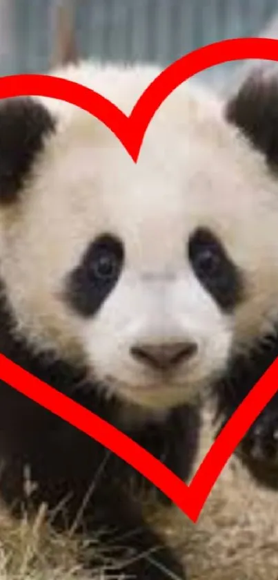 A cute panda with a red heart outline on a grassy field.