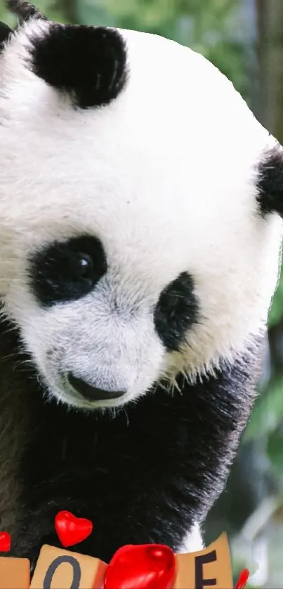 Adorable panda with love heart decorations and a serene natural background.