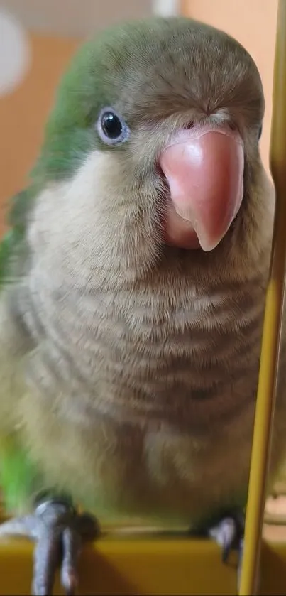 Cute parrot portrait with vibrant feathers.