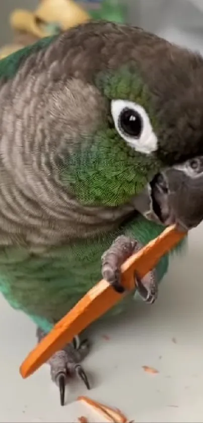Charming green parrot plays with an orange stick on a desk.