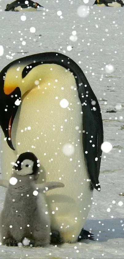 Adorable penguin with chick on snow, perfect for mobile wallpaper.