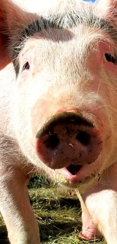 Close-up of a cute pig on grass with a blue sky background.