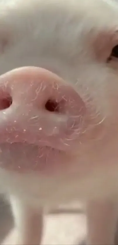 Close-up of a cute piglet's snout, perfect for a phone wallpaper.