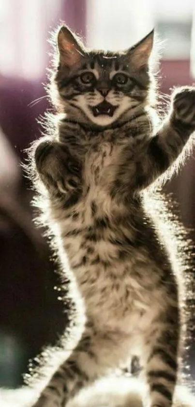 Playful fluffy kitten jumping in sunlight, creating a joyful mobile wallpaper.