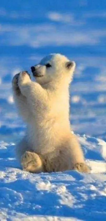 Cute polar bear cub sits serenely on snow, perfectly capturing nature's charm.