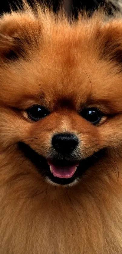 Cute Pomeranian dog with fluffy golden fur.