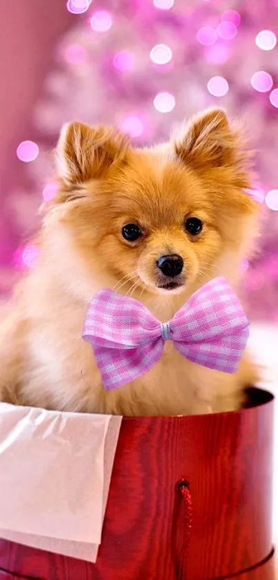 Cute Pomeranian with purple bow in a red box, festive pink background.