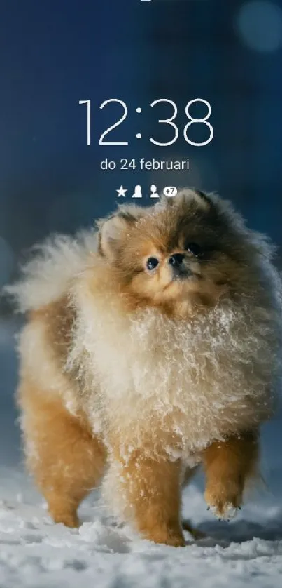 Fluffy Pomeranian dog standing on snowy ground at night.