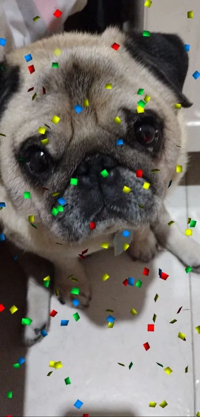 Cute pug with colorful confetti celebrating.