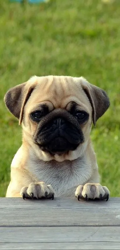 Adorable pug puppy on wooden deck with green grass.