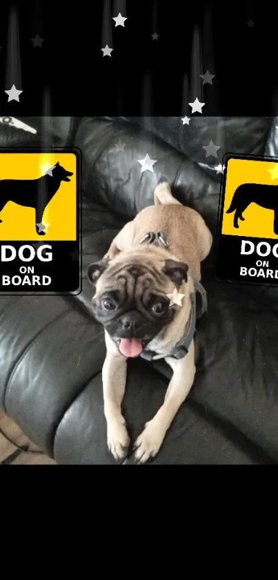 Cute pug on a couch with 'Dog on Board' signs in a starry background wallpaper.