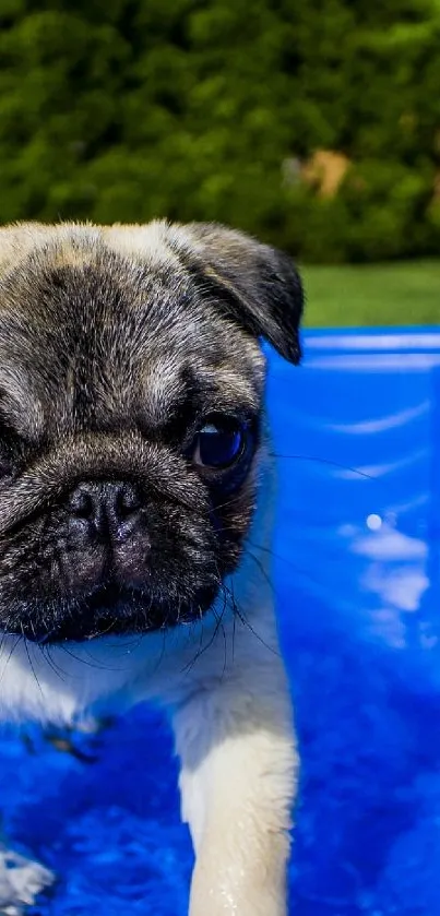 Adorable pug puppy in a bright blue pool with lush green backdrop.