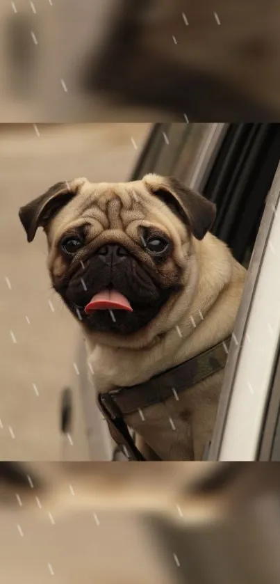 Adorable pug looking out car window with tongue out.