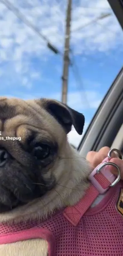 Adorable pug in car with blue sky background.