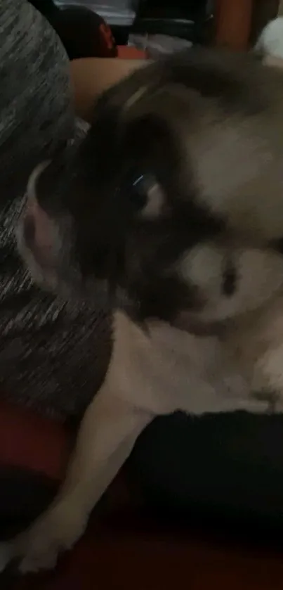 Adorable pug seated against a dark textured background.