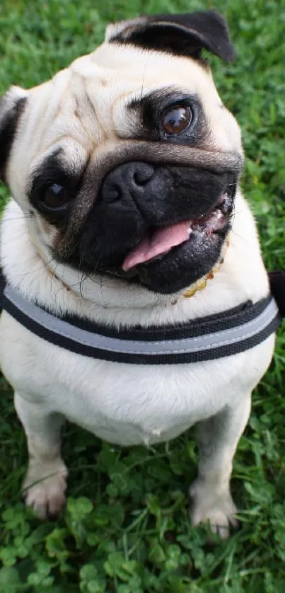 Cute pug with a tilted head on lush green grass.