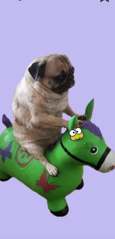 Cute pug rides a toy horse on purple background.