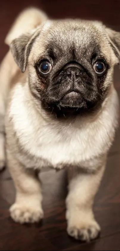 Adorable pug puppy standing on dark brown floor, perfect for wallpaper.