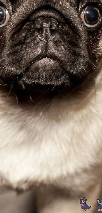 Adorable pug puppy close-up mobile wallpaper with beige tones.