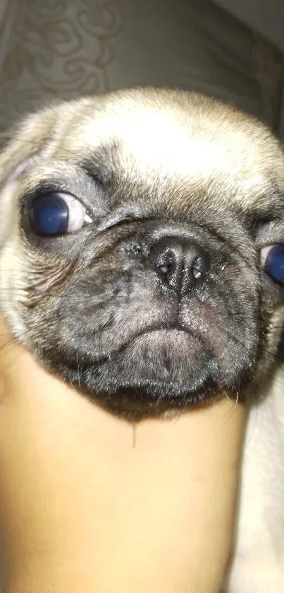 Close-up of an adorable pug puppy face on a phone wallpaper.