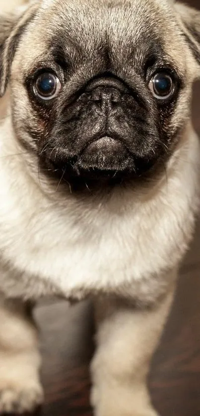 Fluffy pug puppy staring with big eyes on a dark wood floor.