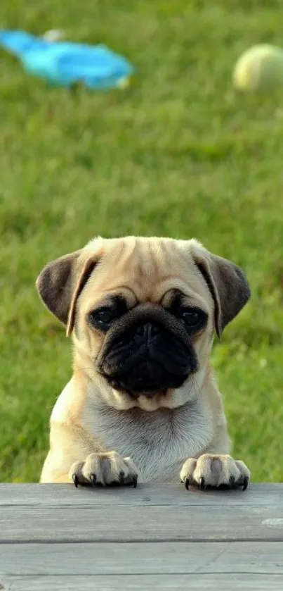 Adorable pug puppy peeking over wooden plank on a lush green lawn.