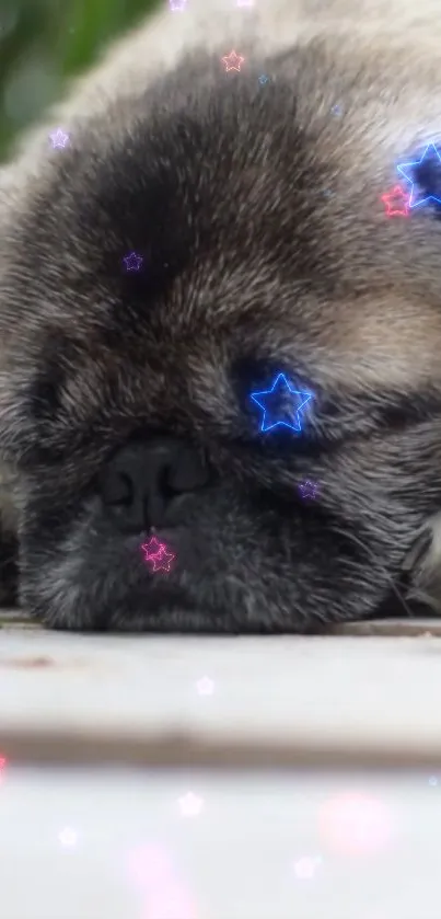 Sleeping pug surrounded by colorful starry effects, perfect for wallpaper.