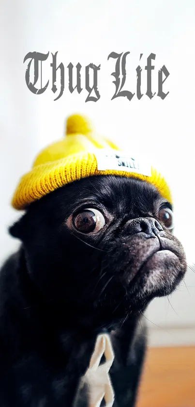 Cute pug wearing yellow hat with 'Thug Life' text.