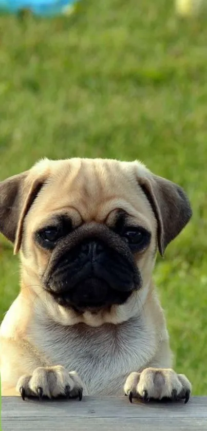 Adorable pug puppy with a colorful border background.