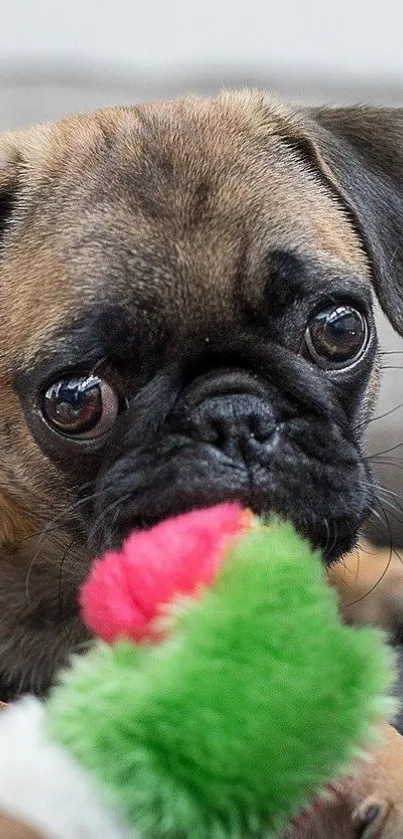 Adorable pug playing with a colorful toy, lying on a cozy surface.