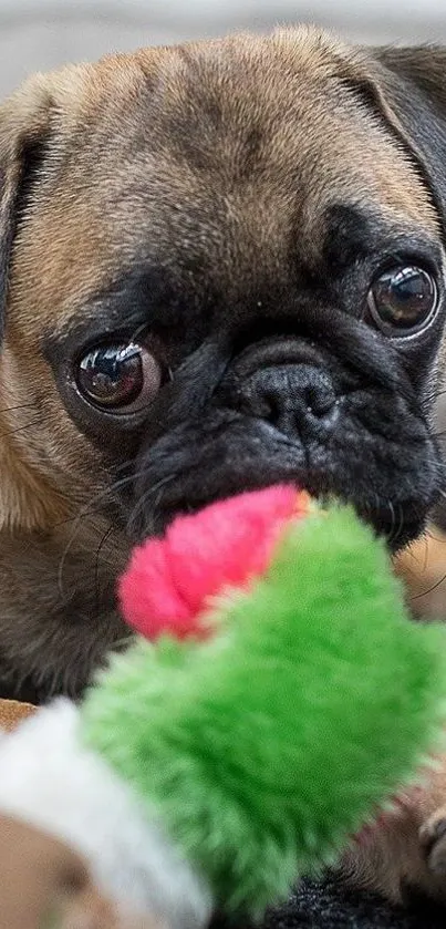 Pug playing with a colorful, fuzzy toy close-up.