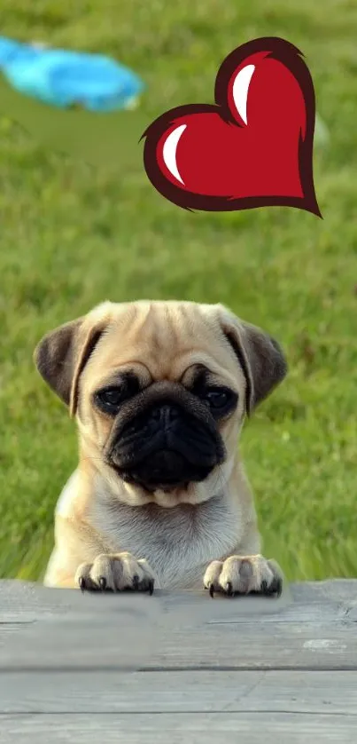 Cute pug with heart graphic on grass wallpaper.