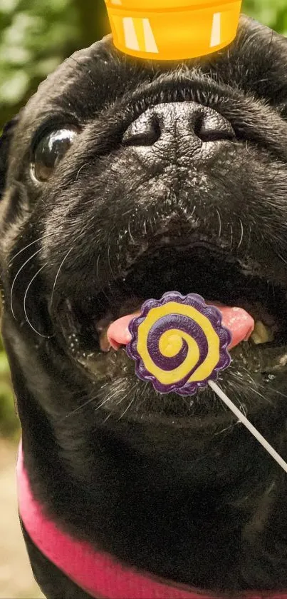 Adorable pug holding a lollipop with green background, perfect mobile wallpaper.