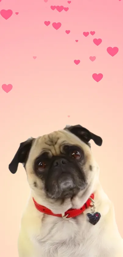 Adorable pug with pink heart background.