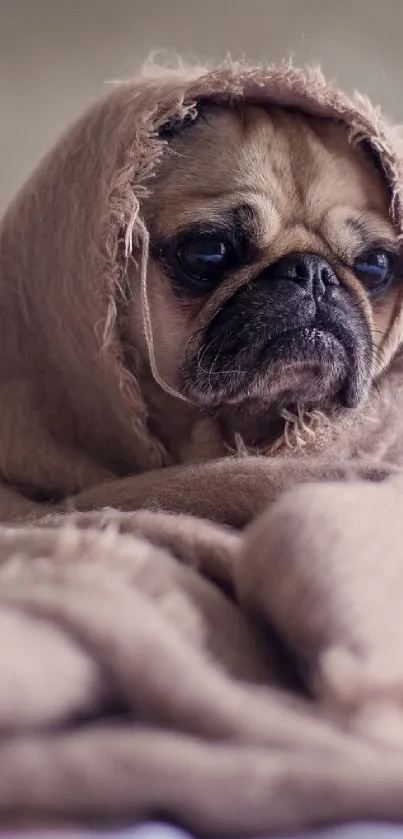 Adorable pug wrapped in a beige blanket, looking cute and cozy.