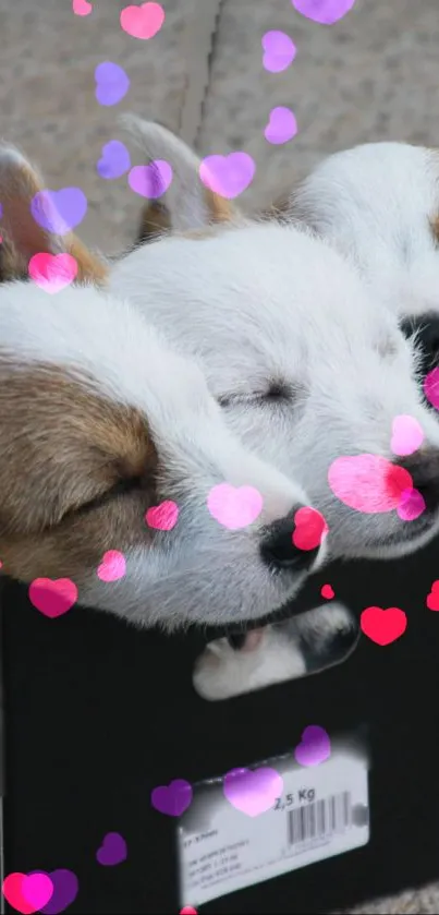 Three cute puppies sleeping in a black box on a beige tiled floor.