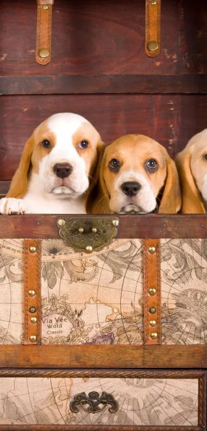 Three cute beagle puppies in a vintage wooden chest.