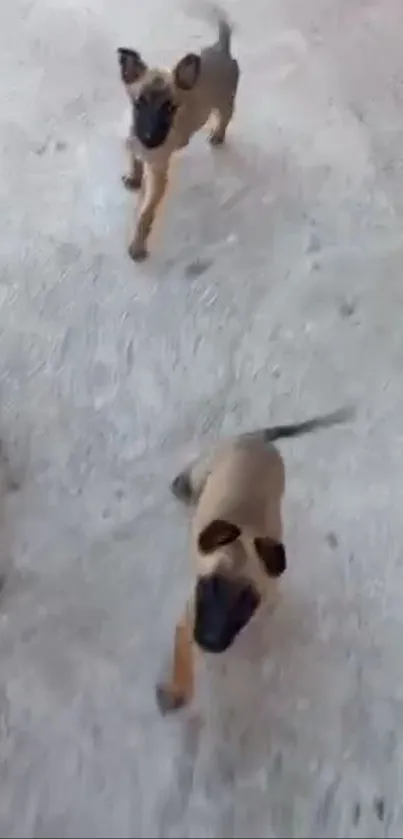 Adorable puppies playing on a light gray textured ground.