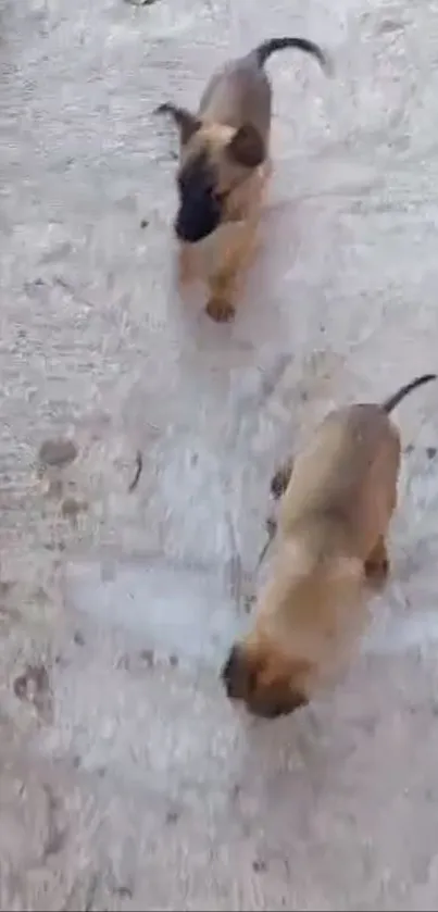 Adorable puppies playing on a textured outdoor surface.