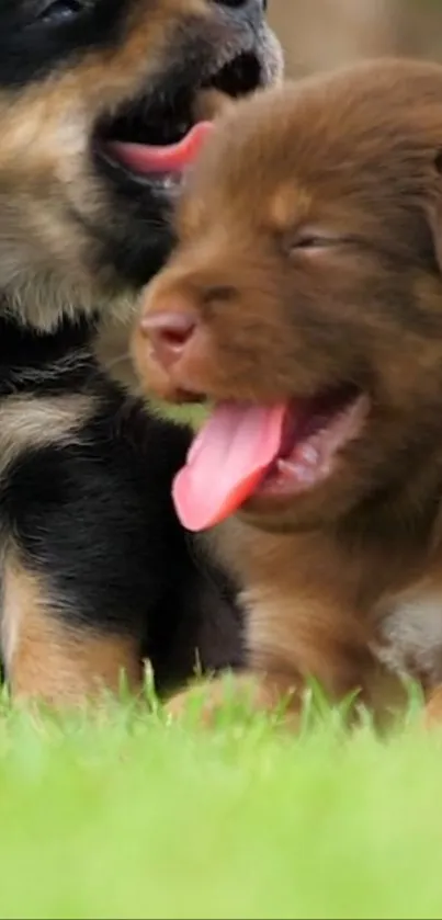 Two cute puppies playing on grass with tongues out.