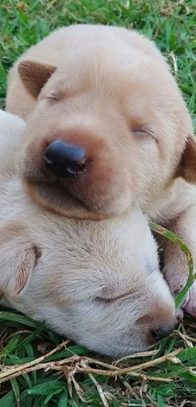 Two puppies sleeping peacefully on grass.