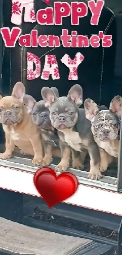 Adorable French Bulldog puppies with Valentine's Day greeting.