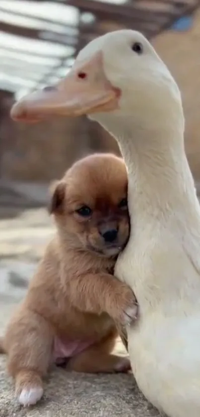 Adorable puppy hugs a gentle duck, showcasing a heartwarming friendship.