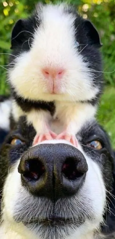 Cute black and white puppy with kitten on head.