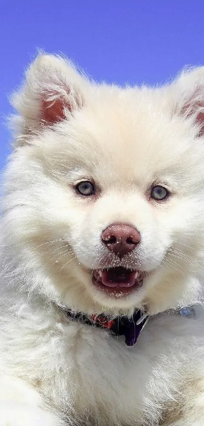 Fluffy puppy on a sunny beach with a bright blue sky.