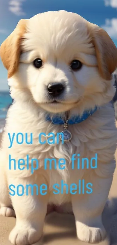 Fluffy puppy with a blue collar sitting on a sunlit beach.