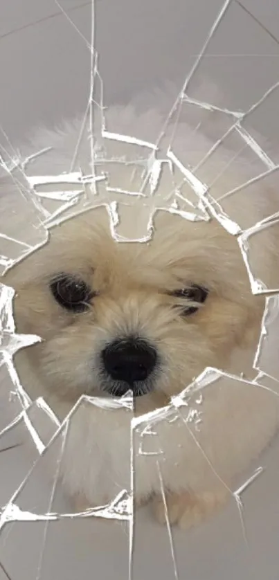 Cute fluffy puppy behind cracked glass effect.